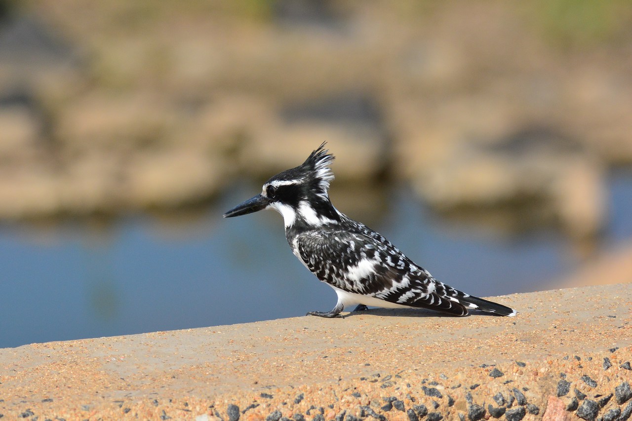 Ceryle rudis Ceryle rudis